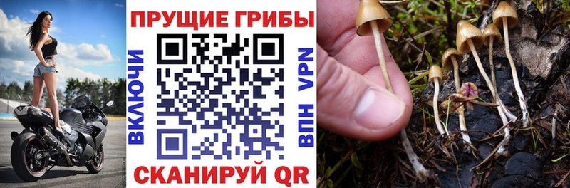 ОМГ ОМГ ONION  Саяногорск  Псилоцибиновые грибы ЛСД 